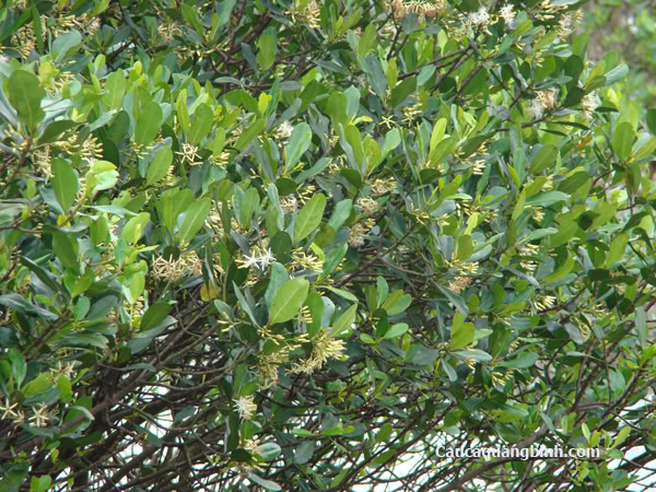 Cây sú vẹt  tại  Khu bảo tồn nguyên sinh Rừng Ngập mặn Quốc gia Xuân Thủy Đây (Ramsa Xuân Thủy) 