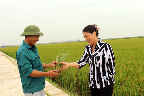 Chị Mai Thị Nhung (phải) đang trao đổi với cán bộ kỹ thuật trồng lúa. Đ.T