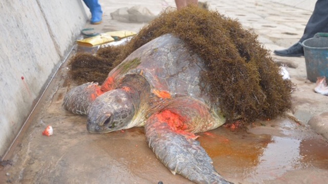 "Cụ rùa" đã được cứu chữa và đưa về Vườn quốc gia Xuân Thuỷ 