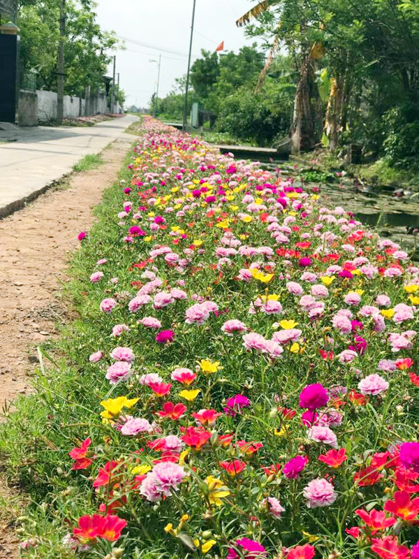 Khắp các con đường ở Hải Hậu, người dân đều chung tay trồng hoa mười giờ ở ven đường.