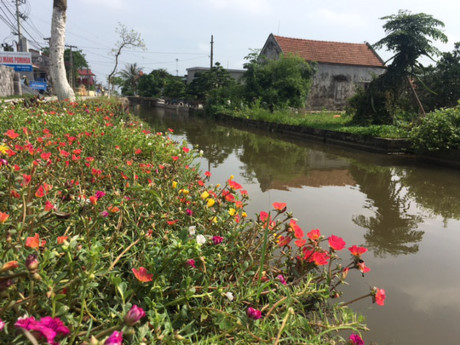 Hoa được trồng ven sông, dọc những con đường bê tông chạy dài các thôn xóm