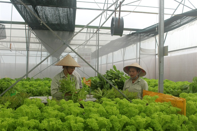 Công nhân thu hoạch rau sạch
