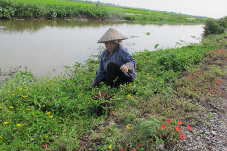 Bà Nguyễn Thị Tài ở xã Hải Quang cho biết hơn 1 năm nay bà có thêm một niềm vui là trồng và chăm sóc cho những luống hoa được trồng ven đường, trước ngôi nhà mình