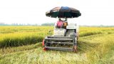Trên 137.000 ha lúa ở Đồng bằng sông Hồng và Bắc Trung Bộ chưa thu hoạch