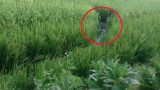 Nam Định: Hoảng hốt phát hiện xác nam thanh niên bên bẫy chuột