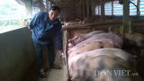 Nam Định: Cách làm… khác người của chủ trang trại lợn tiền tỷ