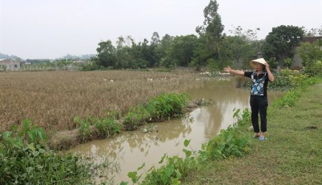 Mùa màng thất bát, nỗi lo ăn đong hiện hữu ở Nam Định