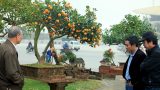 Nam Định: Đẹp mê hồn, quất tiểu cảnh cây đa giếng nước sân đình