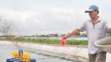 Nam Định: Giàu to nhờ nuôi tôm bằng chế phẩm sinh học