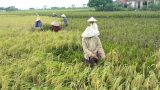 Nam Định: Tích tụ ruộng đất