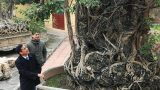 Doanh nhân đổi 8 lô đất lấy cây sanh cổ nhất châu Á