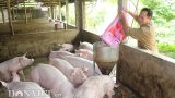 Giá heo hơi hôm nay 5/7: Lập “đỉnh” mới 53.000 đ/kg, nhà nông hối hả lắp điều hòa cho lợn