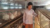 Nam Định: Nuôi con hiền lành bán cho Nhật, kiếm vài chục triệu/tháng