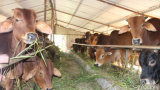 Bệnh viêm da nổi cục xuất hiện trên đàn bò tại Nam Định