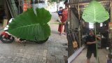 Nam Định: Phát hiện cây dọc mùng khổng lồ cao chạm trần nhà, lá che kín cả một chiếc Exciter