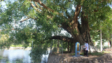 Nam Định: Khám phá làng cổ Dịch Diệp ngàn năm không đổi tên, ngắm cây “bổ đề đại lão” nghìn tuổi