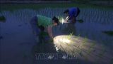 Nông dân Nam Định đeo đèn cấy lúa giữa đêm tránh nắng nóng gay gắt