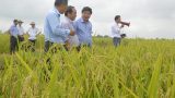Hình thành những ‘làng nghề’ sản xuất giống lúa lai