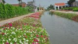 Phụ nữ Nam Định: “Nổi bật” với hơn 2.000 tuyến đường hoa
