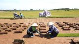 Nam Định: Ở nơi này nông dân trồng cỏ xúc bán cả cuộn gọi là nghề “một vốn bốn lời”