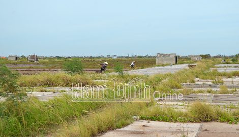 Nam Định : Tìm hướng đi mới cho nghề muối ở Bạch Long