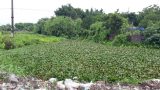 Nam Định: Sông Lèo ô nhiễm nặng ảnh hưởng đến môi trường sống của người dân