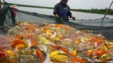 Nam Định: Nuôi loài cá “sang chảnh”, có con dài gần 1 mét, bán giá nghìn đô, 8X này thu ᴛɪềɴ ᴛỷ