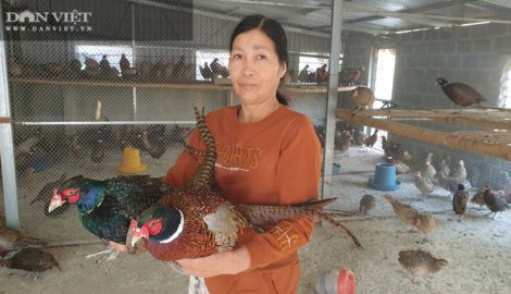 Nam Định: Nuôi chim trĩ quý hiếm ví như chim “tiến vua” bán đắt như tôm tươi, tháng cuối năm thu cả trăm triệu đồng