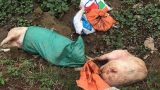 Bất ngờ với số lượng lợn chết do dịch lở mồm long móng ở Nam Định