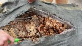 Bắt giữ 3 tạ mỡ động vật bốc mùi trên xe khách Nam Định