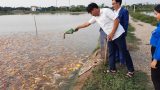 Nam Định: Đoàn viên Bùi Văn Biên xã Yên Trung khởi nghiệp, làm giàu từ mô hình nuôi cá Koi