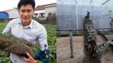 Nam Định: Nuôi chim công cho nhà giàu chơi Tết, kiếm bộn tiền