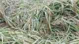 Thái Bình, Nam Định thiệt hại gần 10.000 ha lúa vì mưa lớn