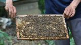 Nam Định: Làm giàu từ nghề nuôi ong dưới tán rừng sú vẹt