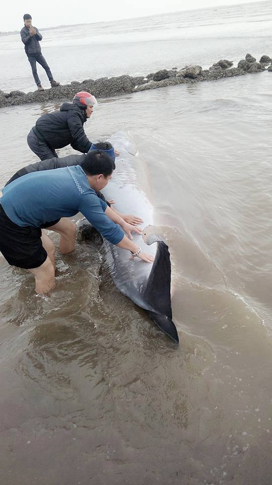 Người dân Nam Định chung tay cứu chú cá voi