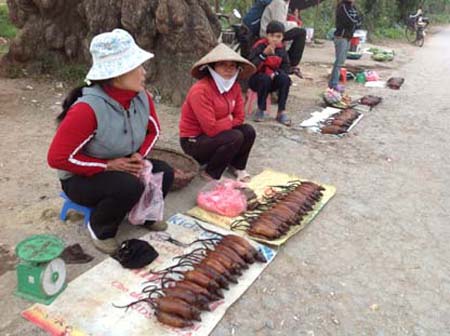 Vào dịp gần Tết Nguyên Đán này ở Vạn Lộc, thịt chuột đồng đang được người dân bán với giá trên dưới 70.000 đồng/kg, gần bằng giá tiền của 1kg thịt lợn. Ảnh: Mạnh Thắng 