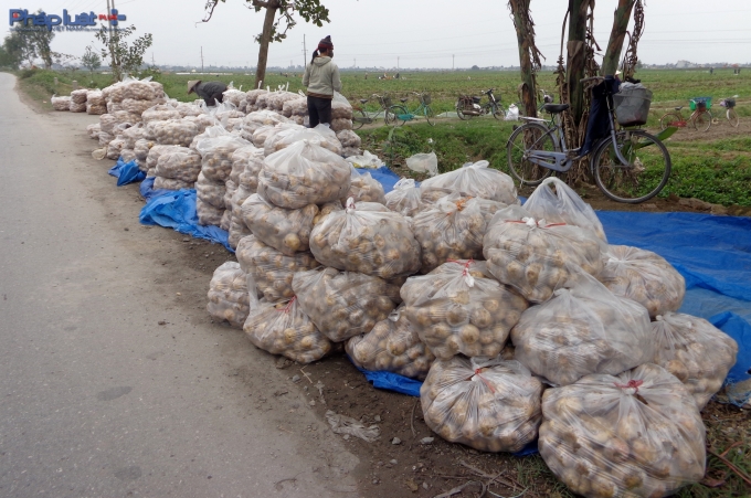 Nam Định: Nông dân điêu đứng vì khoai tây chỉ 3.000 đồng/kg