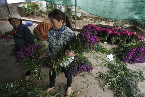 Bà Nguyễn Thị Hiền xóm Mĩ Tiến 1 vừa đi hái hoa thạch thảo về để kịp giao cho khách hàng bán trong dịp 8/3. 