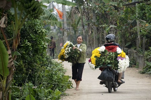 Những bó hoa đa màu sắc trên đường làng thôn Phù Long. 
