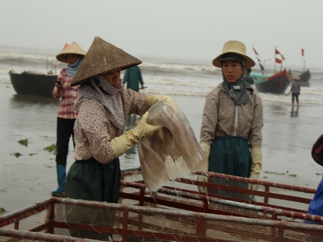 Nam Định: Mùa sứa biển Hải Lý Hải Hậu