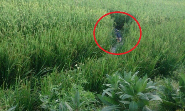 Xác nam thanh niên được phát hiện bên ruộng lúa 