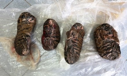 Bốn cá thể hổ con đông lạnh được bán với giá 8 triệu đồng .