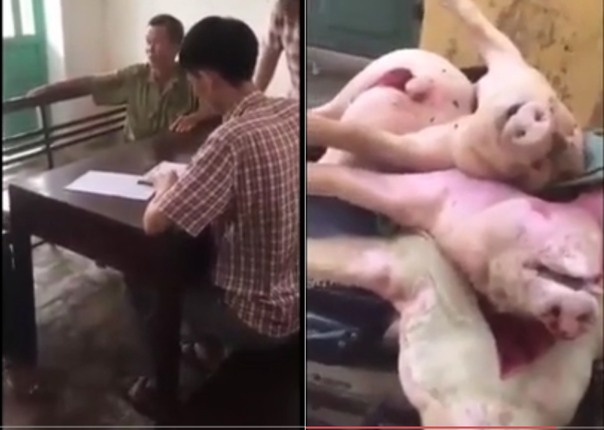 Nam Định: Thu gom lợn chết đi bán, bị công an tóm gọn