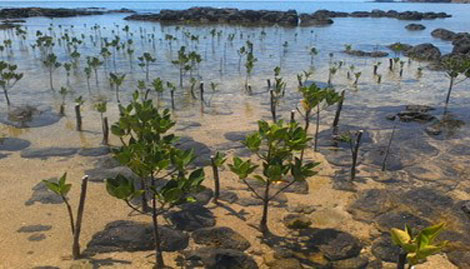 Tỉnh Nam Định đẩy mạnh công tác trồng rừng phòng hộ ven biển. 