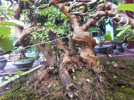 Ổi ta là loài cây thân giòn và cứng, rất khó để có thể uốn, chỉnh tạo thế thành cây cảnh. Nó khác với giống ổi Tàu - loại cây lá nhỏ và đều, thường được tạo dáng thành cây bon-sai nghệ thuật.