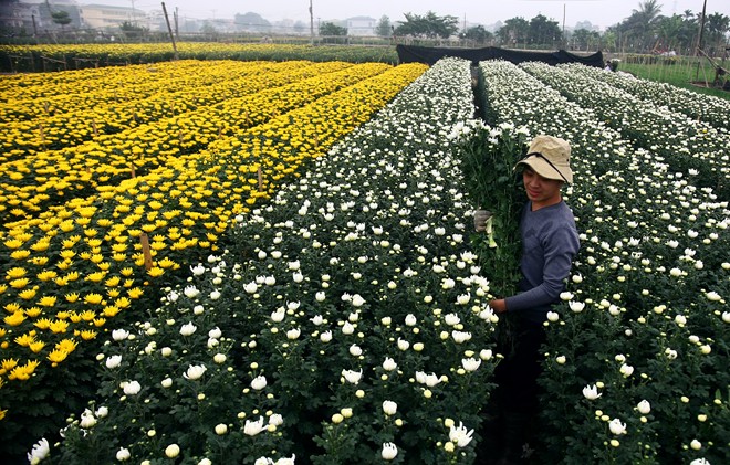 Những cánh đồng hoa rực rỡ của thôn Phù Long xã Nam Phong huyện Nam Trực là vựa hoa cung cấp chính cho thành phố Nam Định và các vùng lân cận.