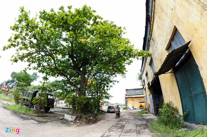 Thứ được giữ lại duy nhất ở khu vực này là cây bàng lịch sử, nơi treo lá cờ Đảng của Chi bộ đầu tiên ở thành phố Nam Định. Xung quanh cây bàng sẽ được xây dựng công viên 25/3.
