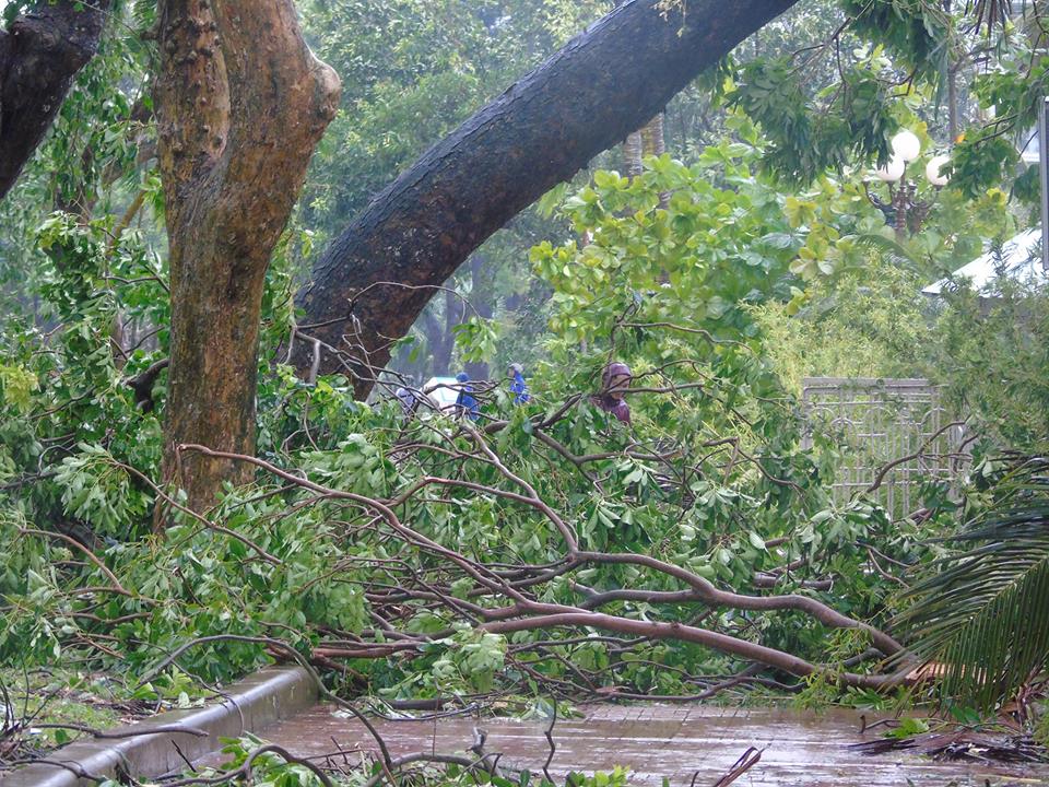 Bão số 1 gây thiệt hại lớn tại tỉnh Thái Bình và tỉnh Nam Định
 