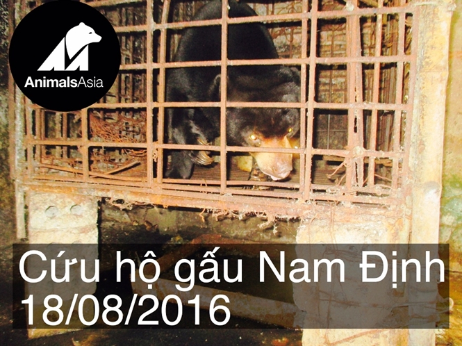 Cứu hộ cá thể gấu chó tại Nam Định