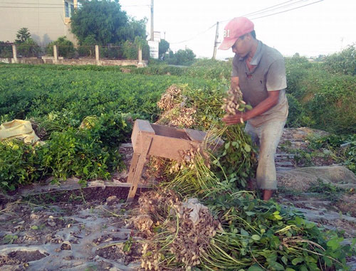Lạc là cây trồng mới cho thu nhập gấp 2 – 3 lần lúa, đang giúp người dân huyện Ý Yên (Nam Định) cải thiện đời sống. Ảnh: V.T 